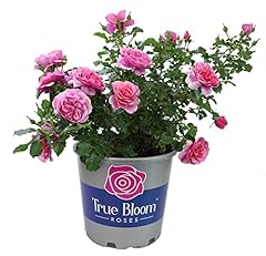 Fresh roses prime for sale  Delivered anywhere in USA 