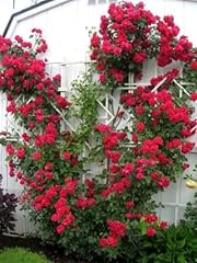 Red climbing rose for sale  Delivered anywhere in USA 