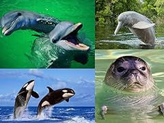 Set cartoline delfini usato  Spedito ovunque in Italia 