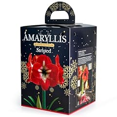 Amaryllis red striped for sale  Delivered anywhere in UK