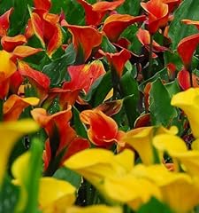 Tequila sunrise calla for sale  Delivered anywhere in USA 