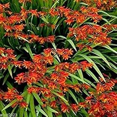 Crocosmia seeds brilliant for sale  Delivered anywhere in USA 