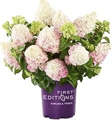 Vanilla strawberry hydrangea for sale  Delivered anywhere in USA 