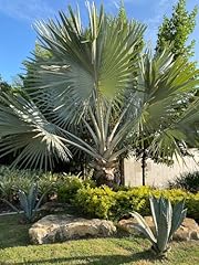 Bismarckia nobilis silver for sale  Delivered anywhere in USA 