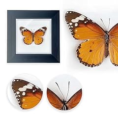 Itrixgan framed butterfly for sale  Delivered anywhere in USA 