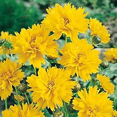 Garden coreopsis grand for sale  Delivered anywhere in UK