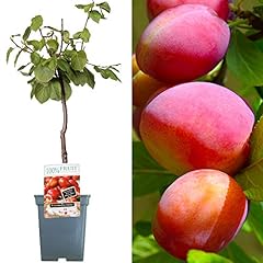 Patio fruit tree for sale  Delivered anywhere in Ireland
