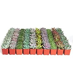 Shop succulents rosette for sale  Delivered anywhere in USA 