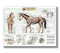 Fhmdreup anatomy horse for sale  Delivered anywhere in USA 