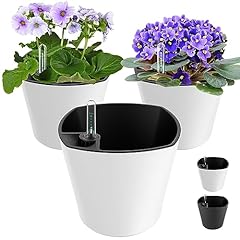 Garden inch plant for sale  Delivered anywhere in USA 