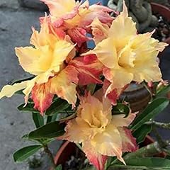 Semi adenium obesum usato  Spedito ovunque in Italia 