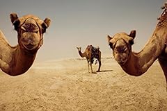 Close camels desert for sale  Delivered anywhere in USA 