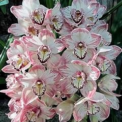 Cymbidium blumenzwiebeln winte gebraucht kaufen  Wird an jeden Ort in Deutschland