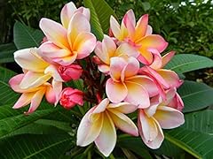 Yunakesa rooted plumeria for sale  Delivered anywhere in USA 