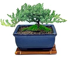 Live dwarf juniper for sale  Delivered anywhere in USA 