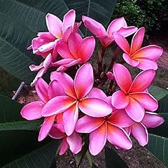 Lamphle graines plumeria d'occasion  Livré partout en France