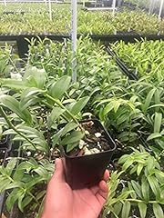 Dendrobium anosmum honohono for sale  Delivered anywhere in USA 