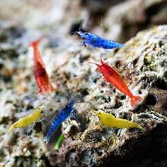 Live shrimp neocaridina for sale  Delivered anywhere in USA 