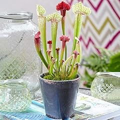 Sarracenia smoorii premium for sale  Delivered anywhere in UK