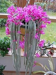Cactus fiori rosa for sale  Delivered anywhere in UK