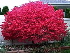 Burning bushes plants for sale  Delivered anywhere in USA 