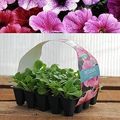 Plug plants petunia for sale  Delivered anywhere in Ireland