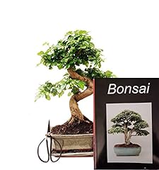 Anfänger bonsai set gebraucht kaufen  Wird an jeden Ort in Deutschland