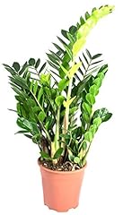 Zamioculcas zamiifolia 17er gebraucht kaufen  Wird an jeden Ort in Deutschland