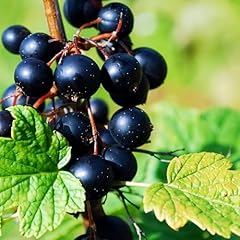 Consort black currant for sale  Delivered anywhere in USA 