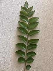 350 curry leaves for sale  Delivered anywhere in USA 