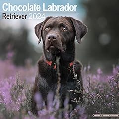 Chocolate labrador retriever d'occasion  Livré partout en France