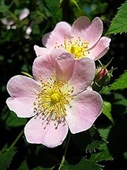 Dog rose field for sale  Delivered anywhere in UK