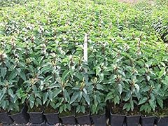 Prunus portuguese hedging for sale  Delivered anywhere in UK
