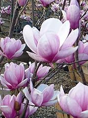 Magnolia soulangeana tulipe d'occasion  Livré partout en Belgiqu