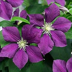 Clematis warszawska deciduous for sale  Delivered anywhere in UK