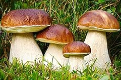 Seedsup 100 porcini for sale  Delivered anywhere in USA 
