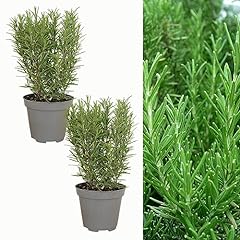 Large rosemary rosmarinus for sale  Delivered anywhere in UK