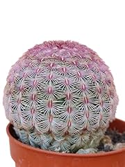 Echinocereus rigidissimus sub. usato  Spedito ovunque in Italia 