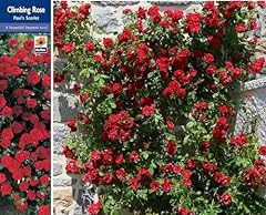 Rose bush pauls for sale  Delivered anywhere in UK