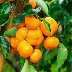 Lot american persimmon for sale  Delivered anywhere in USA 