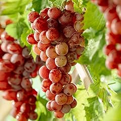 Grape vine vitis for sale  Delivered anywhere in UK