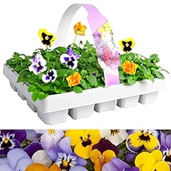 Pansy matrix mix for sale  Delivered anywhere in UK