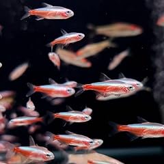 Albino cardinal tetra for sale  Delivered anywhere in USA 