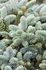 Picea pungens glauca gebraucht kaufen  Wird an jeden Ort in Deutschland