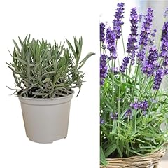 Carbeth plants large for sale  Delivered anywhere in UK