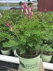 Green promise farms for sale  Delivered anywhere in USA 