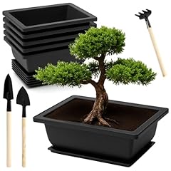 Apomoons stück bonsai gebraucht kaufen  Wird an jeden Ort in Deutschland