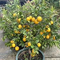 Ready bear fruit for sale  Delivered anywhere in USA 