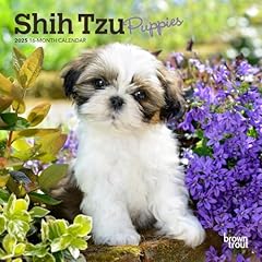 Shih tzu puppies for sale  Delivered anywhere in USA 