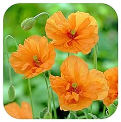 Papaver rupifragum tangerine for sale  Delivered anywhere in UK